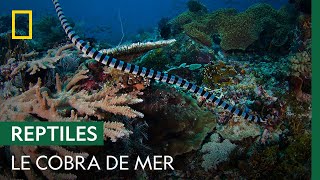 Le cobra de mer, redoutable serpent capable de nager pendant 8 heures d'affilée