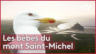 Documentaire Le goéland marin est de retour en Normandie