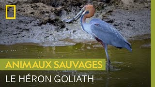 Le héron goliath, plus grand héron du monde