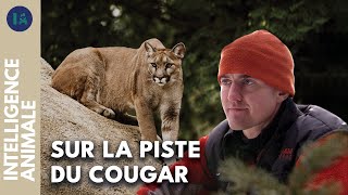 Documentaire Le lion des montagnes, une espèce en voie de disparition ?