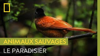 Documentaire Le monde fascinant des oiseaux de Paradis