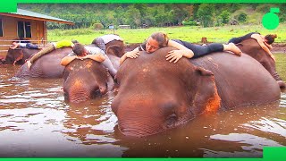 Documentaire L’éléphant-thérapie en Thaïlande : arnaque ou vraie cure ?