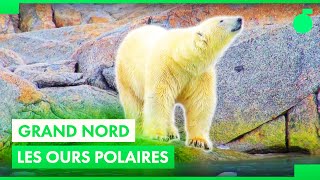 Documentaire L’émouvante tragédie des ours polaires du Svalbard !