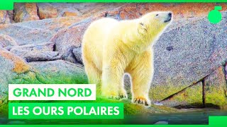 L'émouvante tragédie des ours polaires du Svalbard !