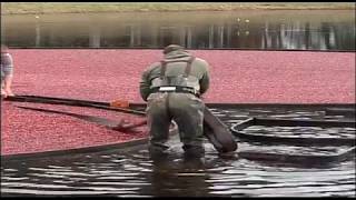 Documentaire Les fruits miracles