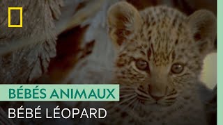 Documentaire Les premiers pas maladroits d’un adorable bébé léopard