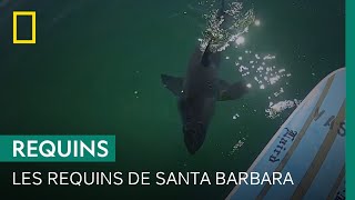 Documentaire Les requins représentent-ils un danger pour les baigneurs de Santa Barbara ?