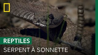 Les secrets de la sonnette des crotales