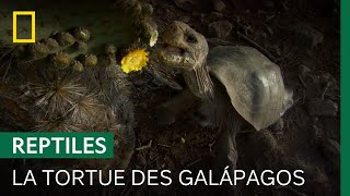 L'impressionnante tortue géante des Galápagos, plus lourd reptile terrestre