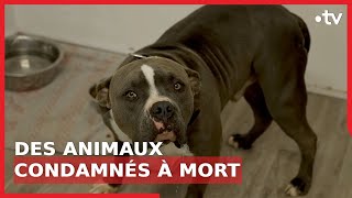 Documentaire Mission : sauver ces animaux condamnés à mort