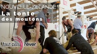 Documentaire Nouvelle-Zélande, voyage aux antipodes – La tonte des moutons