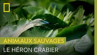 Documentaire Pattes fines, yeux aiguisés et bec pointu : la redoutable efficacité du héron crabier