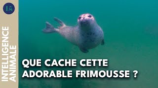Phoque commun : son comportement, au-delà des apparences