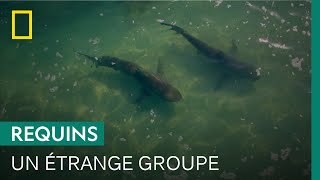 Pourquoi les requins requiem de sable sont-ils attirés par cette centrale électrique ?