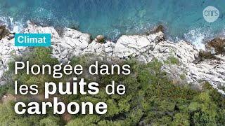 Documentaire Puits de carbone, une chance pour le climat