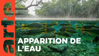 H2O : l'eau, la vie et nous (1/3)