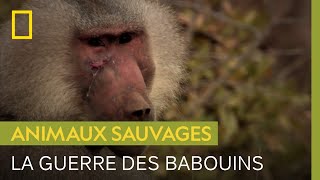 Documentaire Quand 800 babouins se retrouvent, c’est le chaos