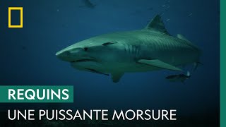 Quelle est la puissance de la morsure du requin-tigre ?