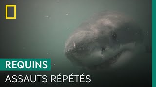 Documentaire Récit glaçant d’une attaque de requin sur un nageur