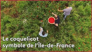 Récolte des coquelicots en Île-de-France
