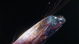 Régalec, le poisson roi des profondeurs