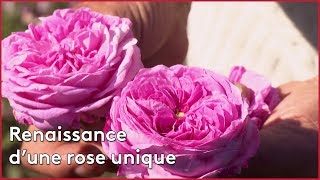 Documentaire Renaissance d’une rose unique