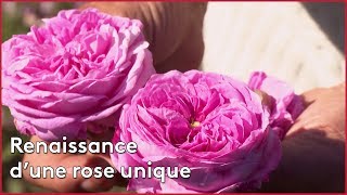 Renaissance d'une rose unique