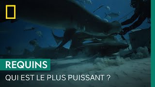 Requin marteau, crocodile marin, hippopotame : qui a la mâchoire la plus puissante ?