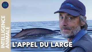 Documentaire Richard Sears : l’homme qui tomba amoureux des baleines
