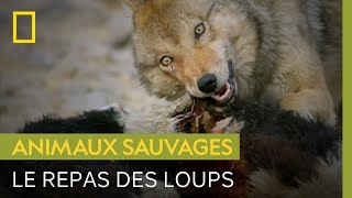 Un couple de loups de l'Himalaya vole le repas d'une panthère des neiges