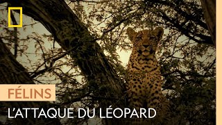 Documentaire Un léopard attaque un babouin et se retrouve dans une situation inattendue