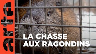 Une espèce qui menace les digues