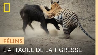 Documentaire Une jeune tigresse chasse un sanglier pour la première fois
