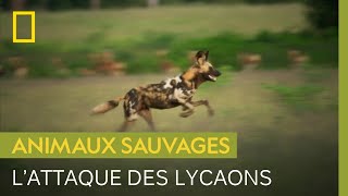 Une meute de lycaons s’attaque à des impalas