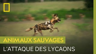 Documentaire Une meute de lycaons s’attaque à des impalas