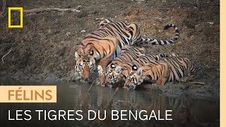 Documentaire Une tigresse du Bengale élève ses petits sur un territoire riche en proies