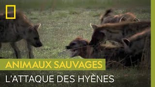 Violente attaque de hyènes contre une intruse