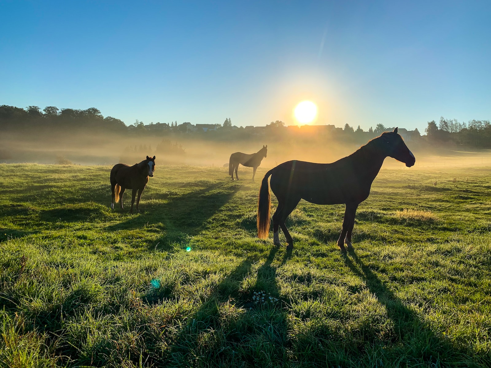 Documentaire Assurance mortalité cheval: guide complet pour les propriétaires