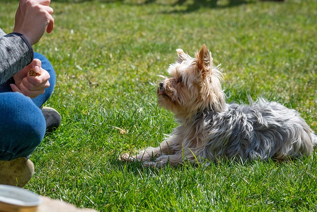 La science derrière l’éducation canine