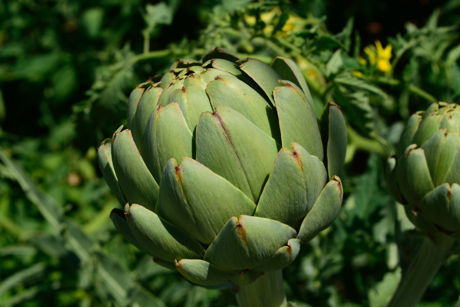 Documentaire L’artichaut, le légume au grand coeur