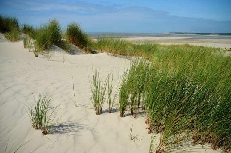 Article | Côte d’Opale : joyau naturel du Nord