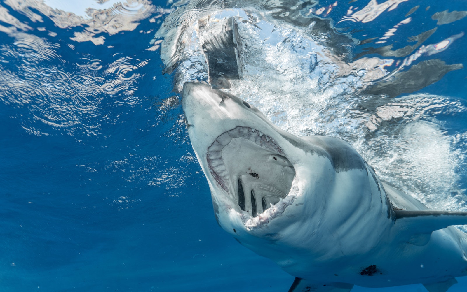 Requins, les nettoyeurs du lagon