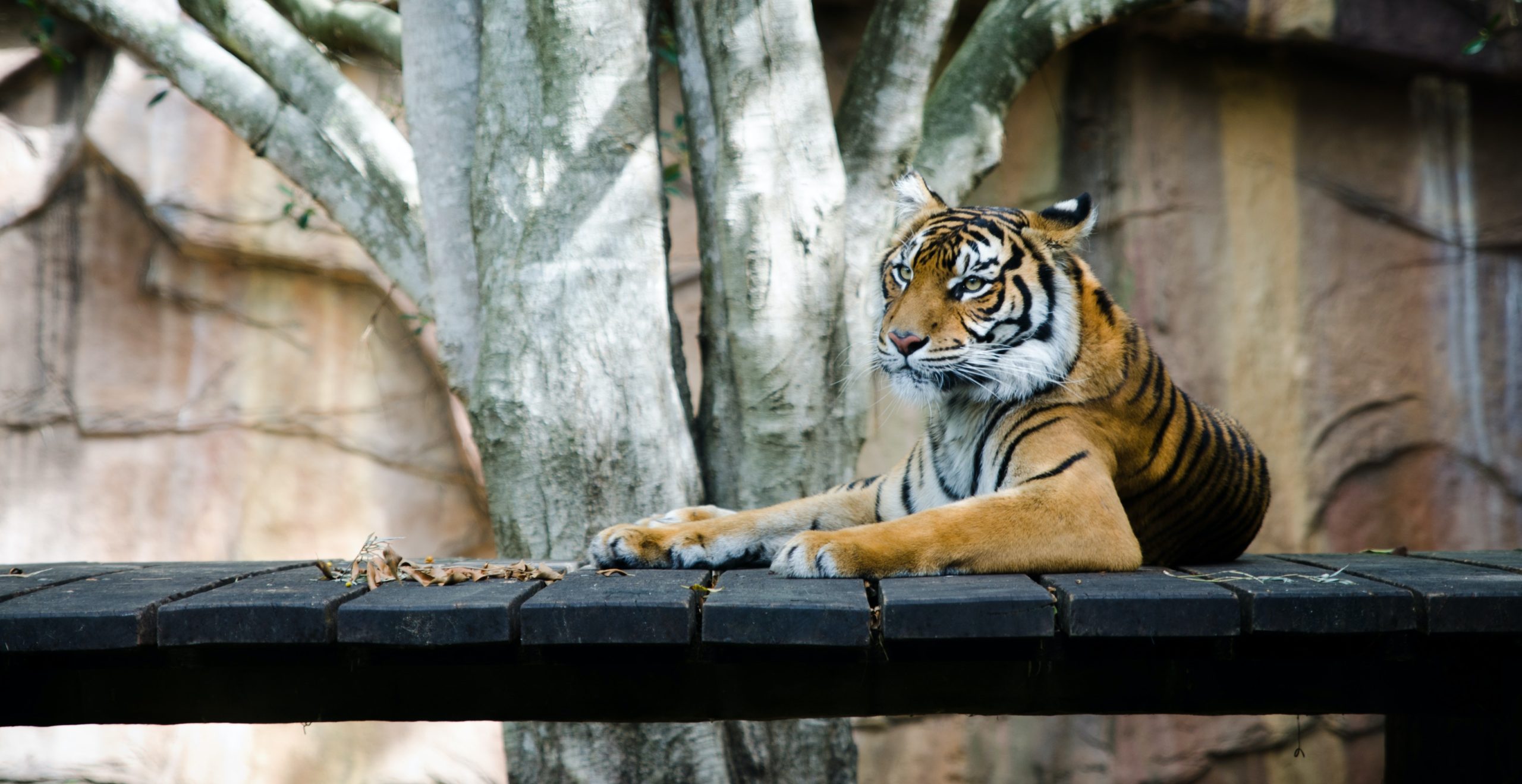 Documentaire Pourquoi les zoos fascinent-ils tant de visiteurs ?