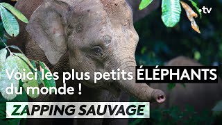 Documentaire Adorable : les plus petits éléphants du monde
