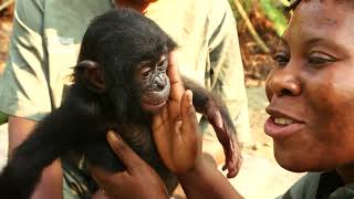 Documentaire Au Congo, ils vont réintroduire des bonobos dans la nature
