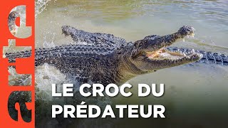 Australie - Instincts de survie