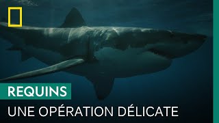 Documentaire Balisage des grands requins blancs devant une plage bondée