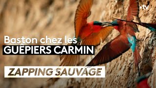 Baston chez les guêpiers carmin