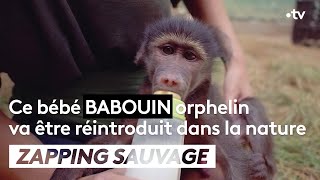 Documentaire Ce bébé babouin orphelin va être réintroduit dans la nature