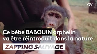 Ce bébé babouin orphelin va être réintroduit dans la nature